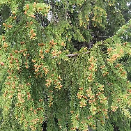 Pensiunea Gentiana Vatra Dornei Luaran gambar