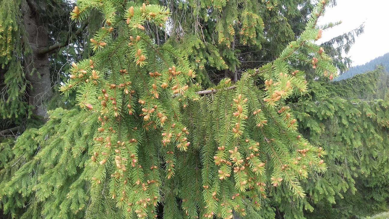 Pensiunea Gentiana Vatra Dornei Luaran gambar