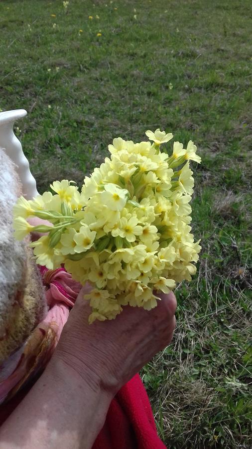 Pensiunea Gentiana Vatra Dornei Luaran gambar